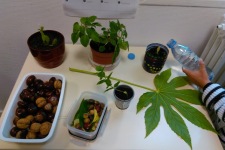 ndsc-ce1-nature-2017-1